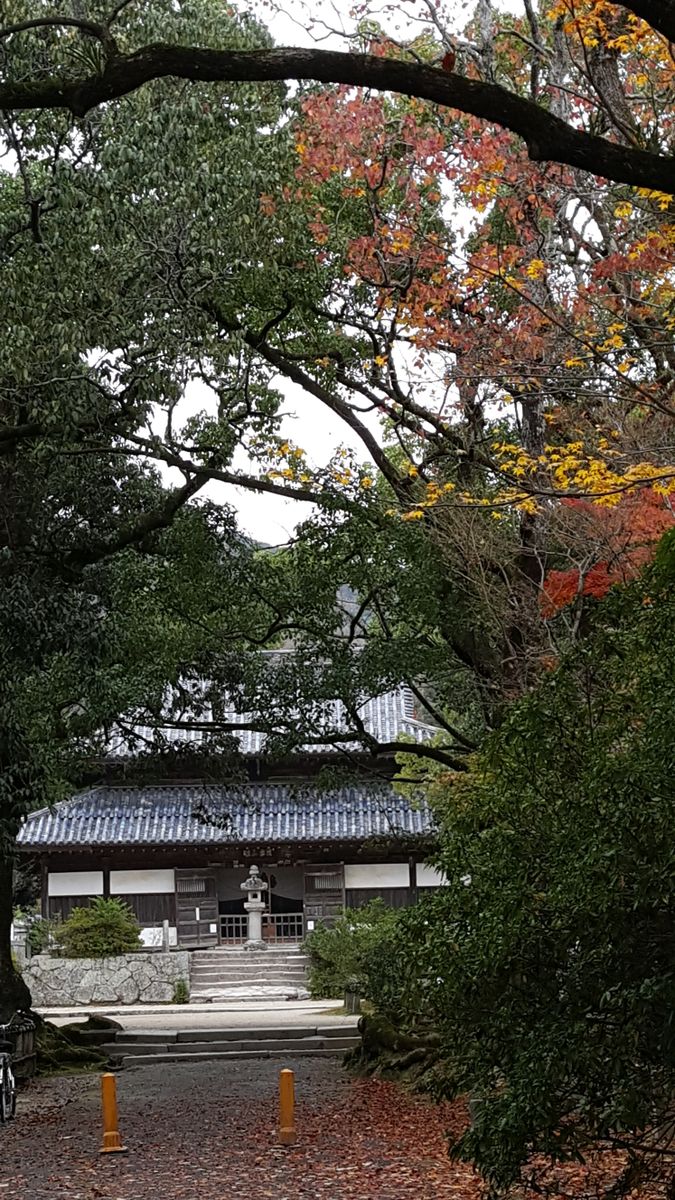 ふくおかルーバルガーデン2～晩秋の庭便り🍁🍂…令和になって迎えるはじめての冬🎁⛄🎄です。