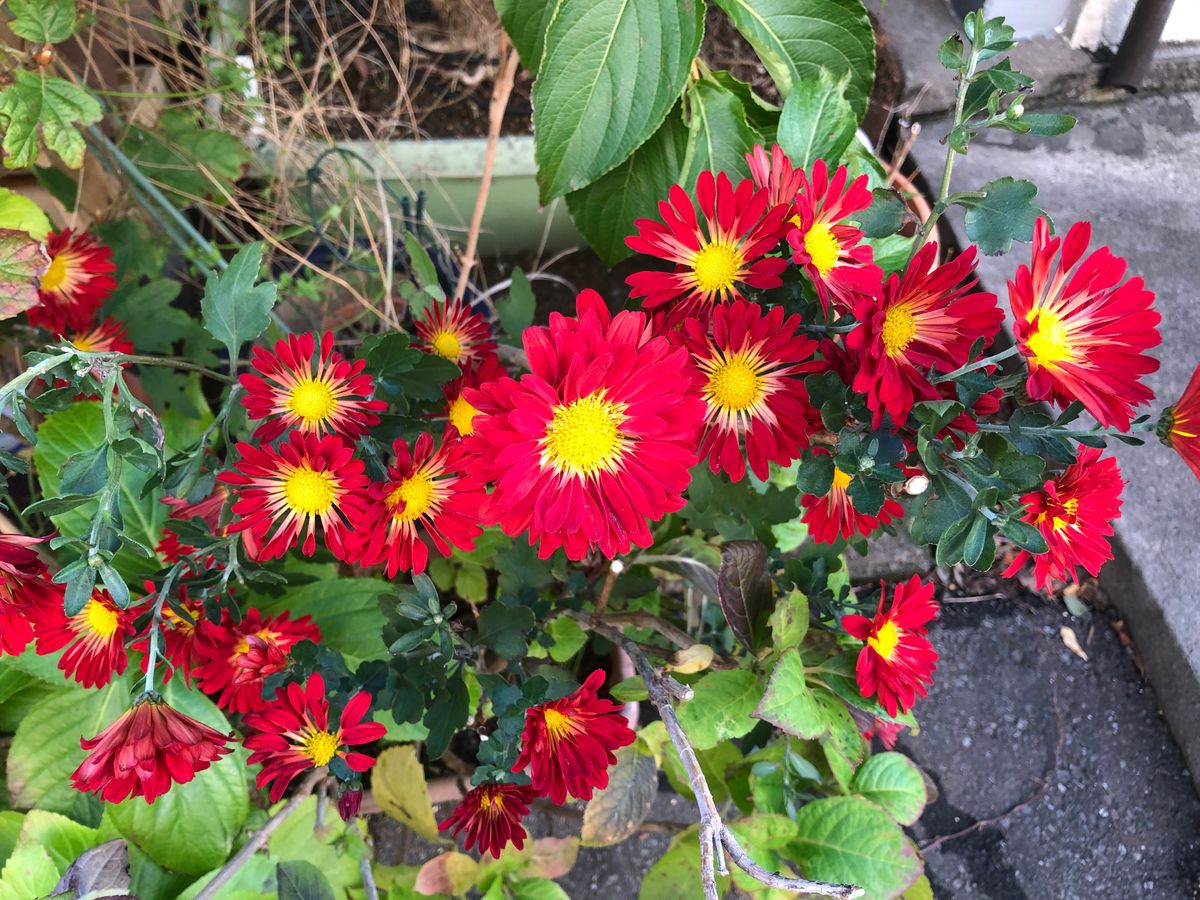 室内のハイビスカス開花