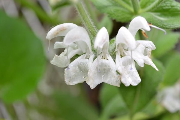 サルビアの花