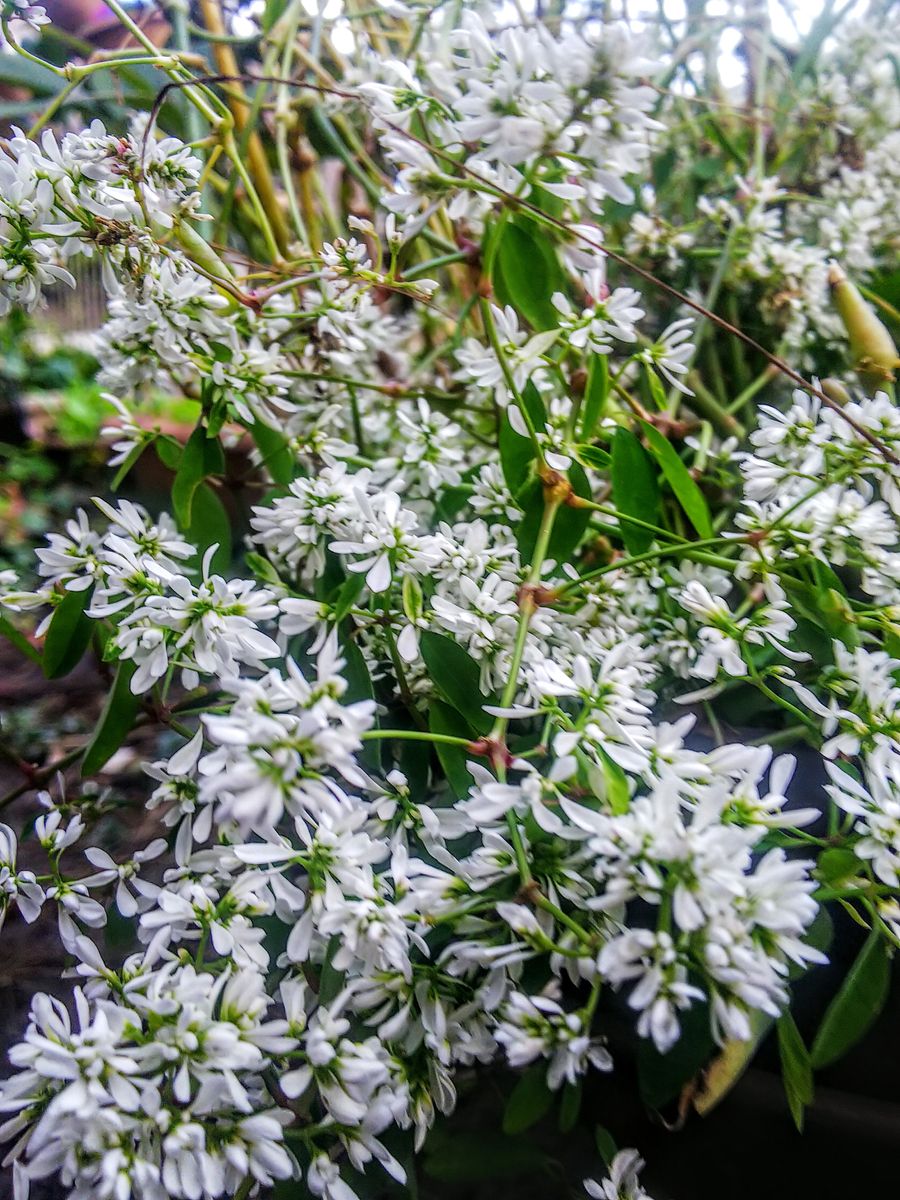 外で咲く夏の花