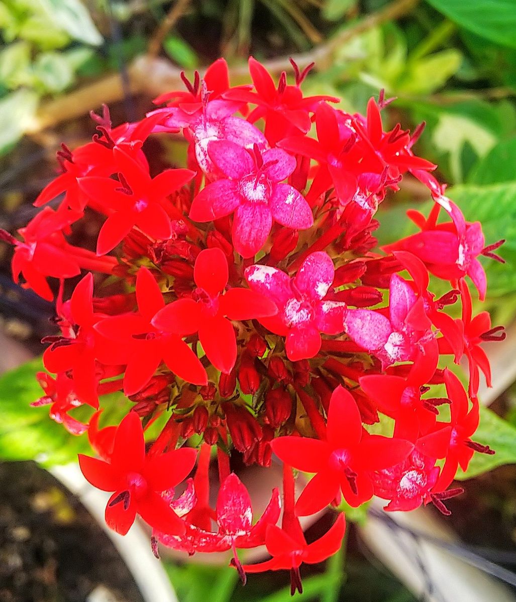 外で咲く夏の花