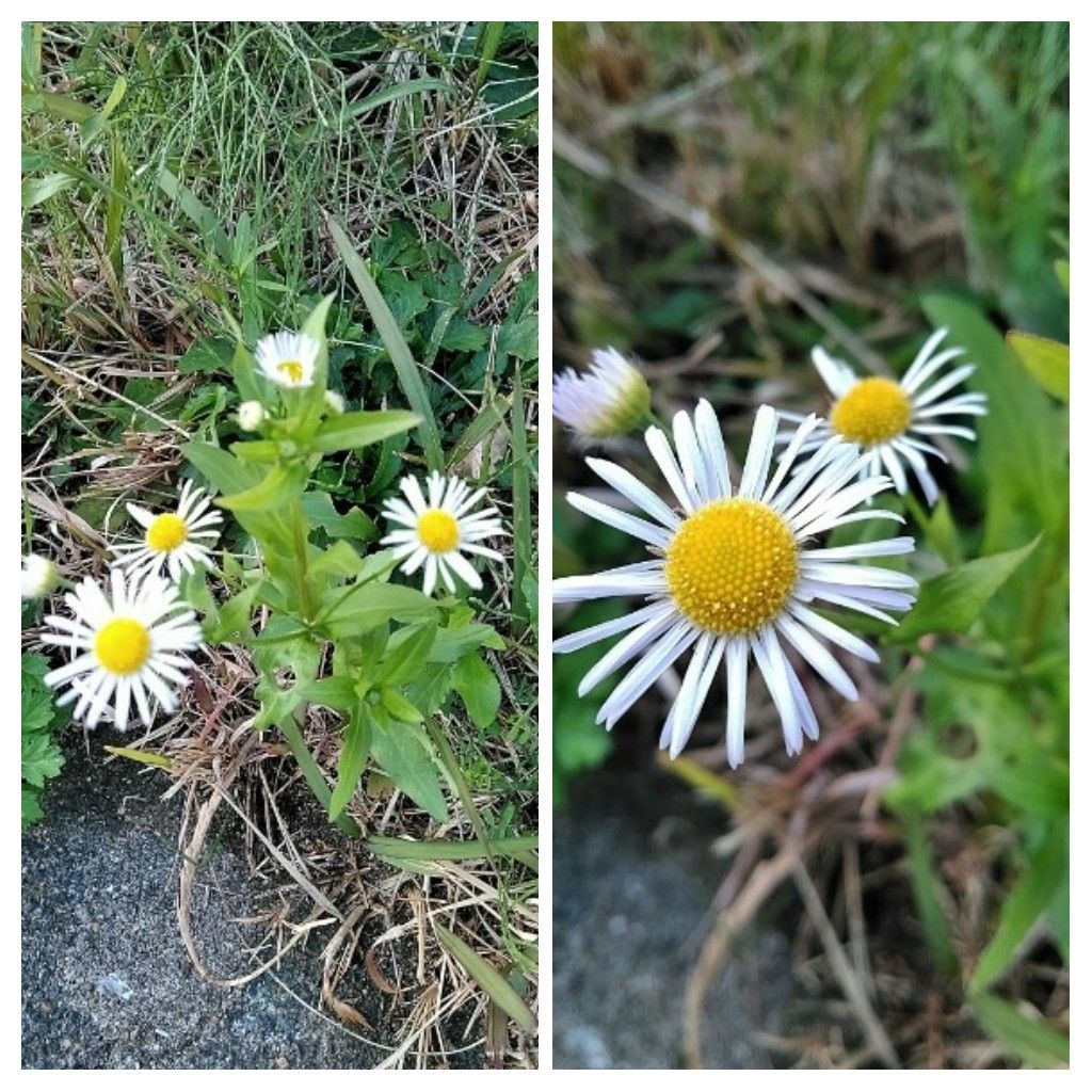 散歩道で見かけた花達！