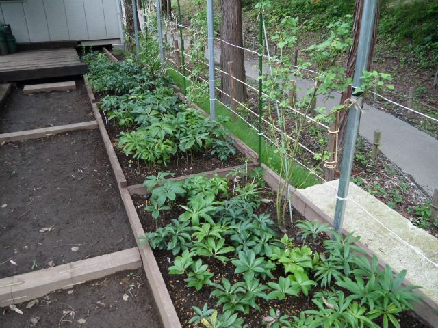 土曜日は、つるバラ移植＆クリロ地植②