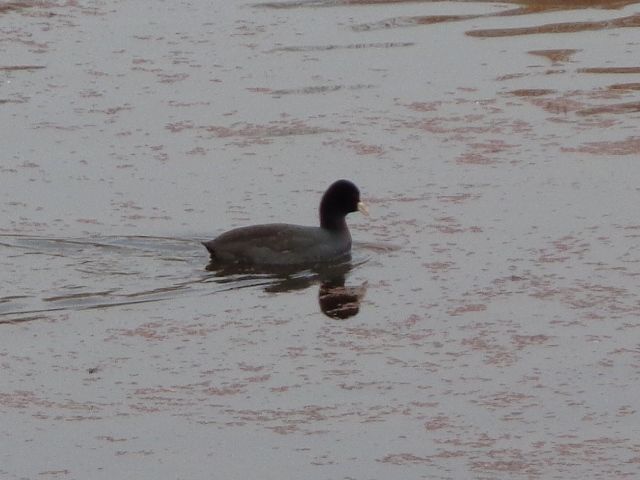 水鳥