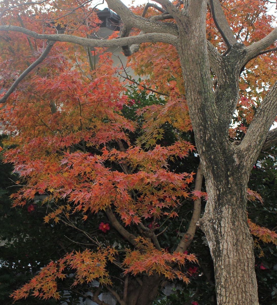 紅葉です