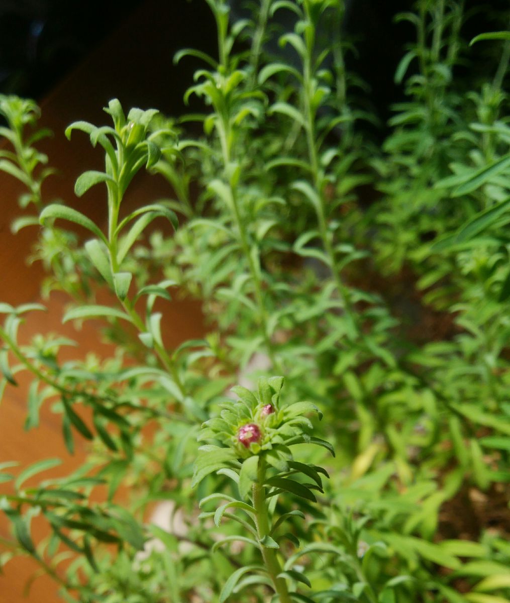 花かんざしに、、