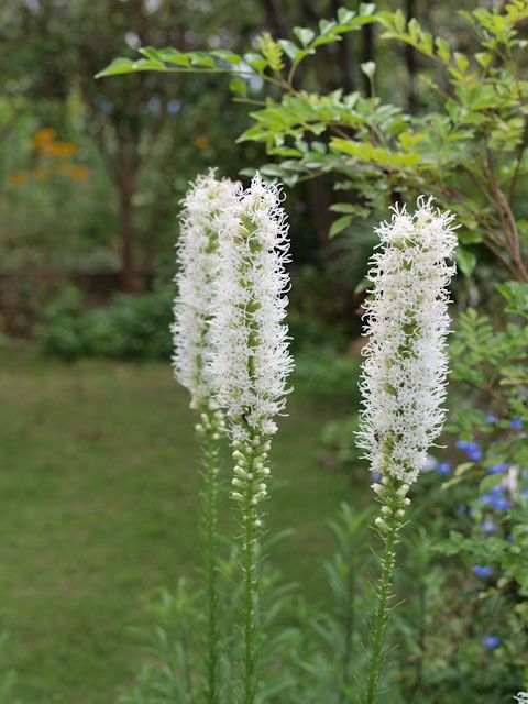 夏の花