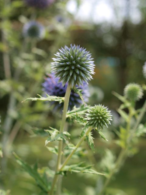 夏の花