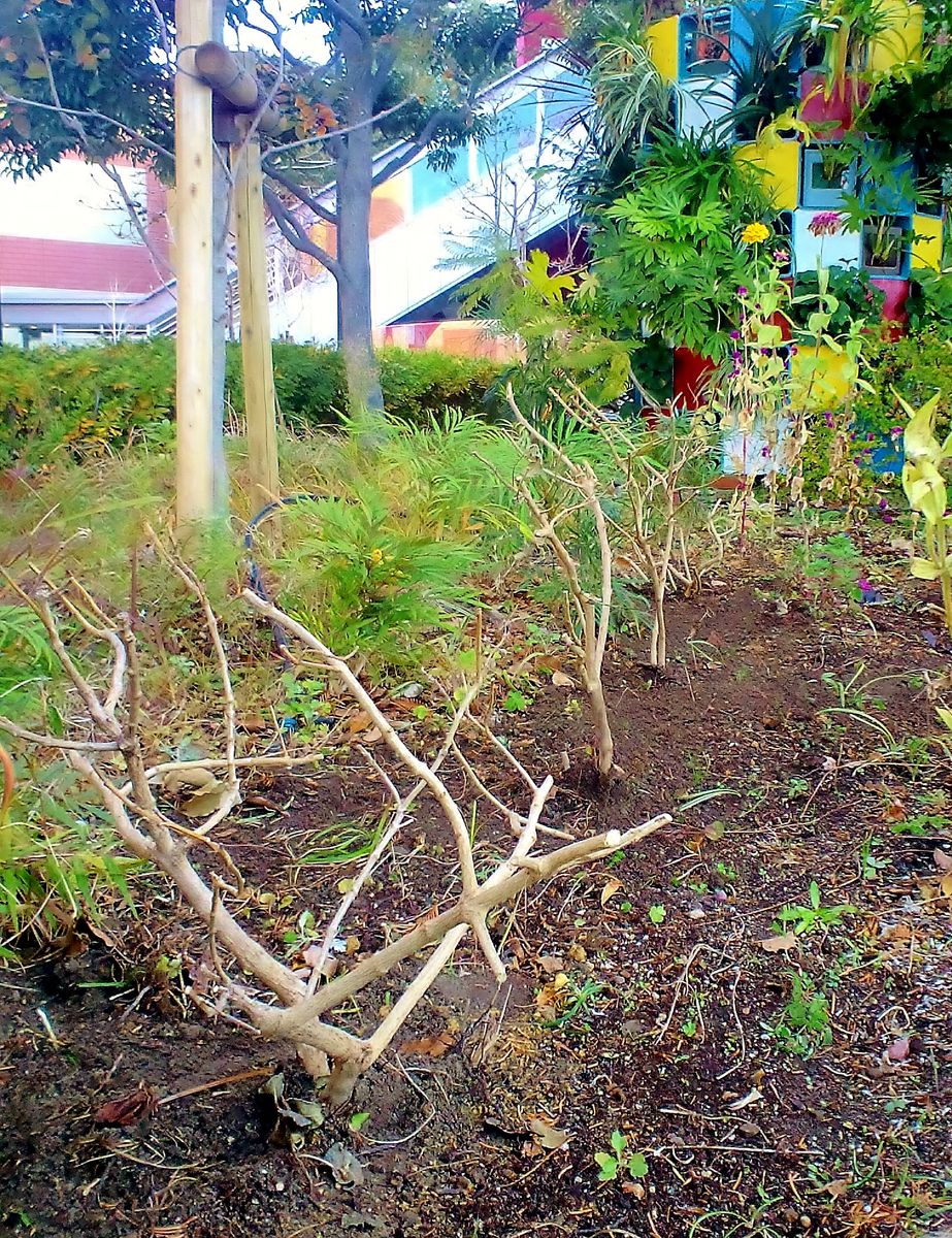 本日の作業　ランタナとフウチソーの植込み