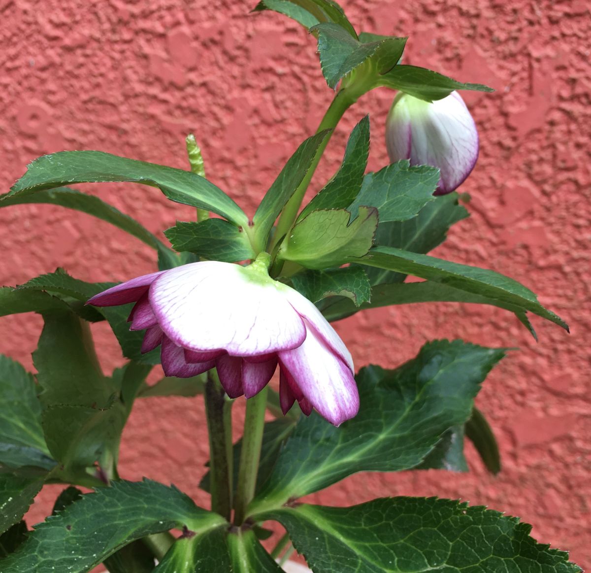 🌼嬉しい2番目の開花～💕