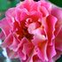 夕方の庭から　薔薇３種：仏蘭西系
