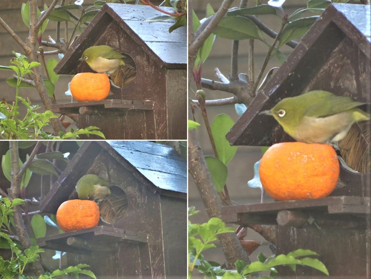 🐦メジロがやって来た🐦🐦🐦