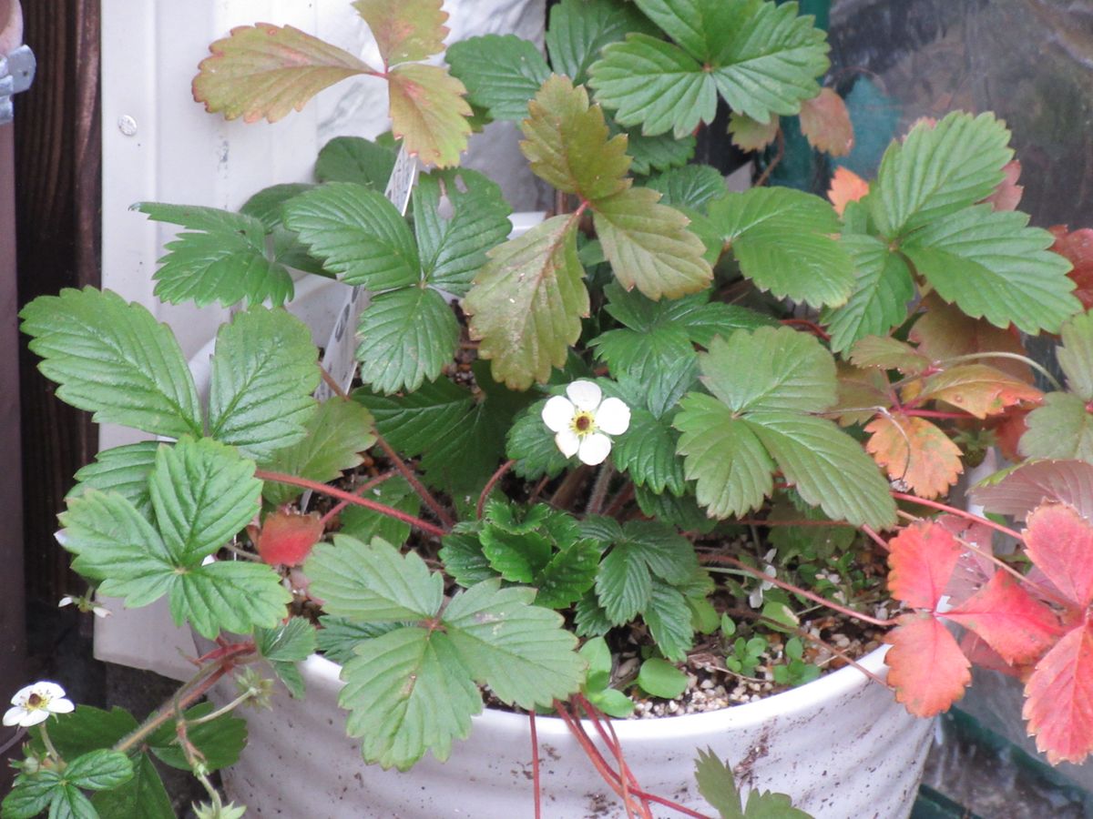 由愛(ゆめ)の花日記♪