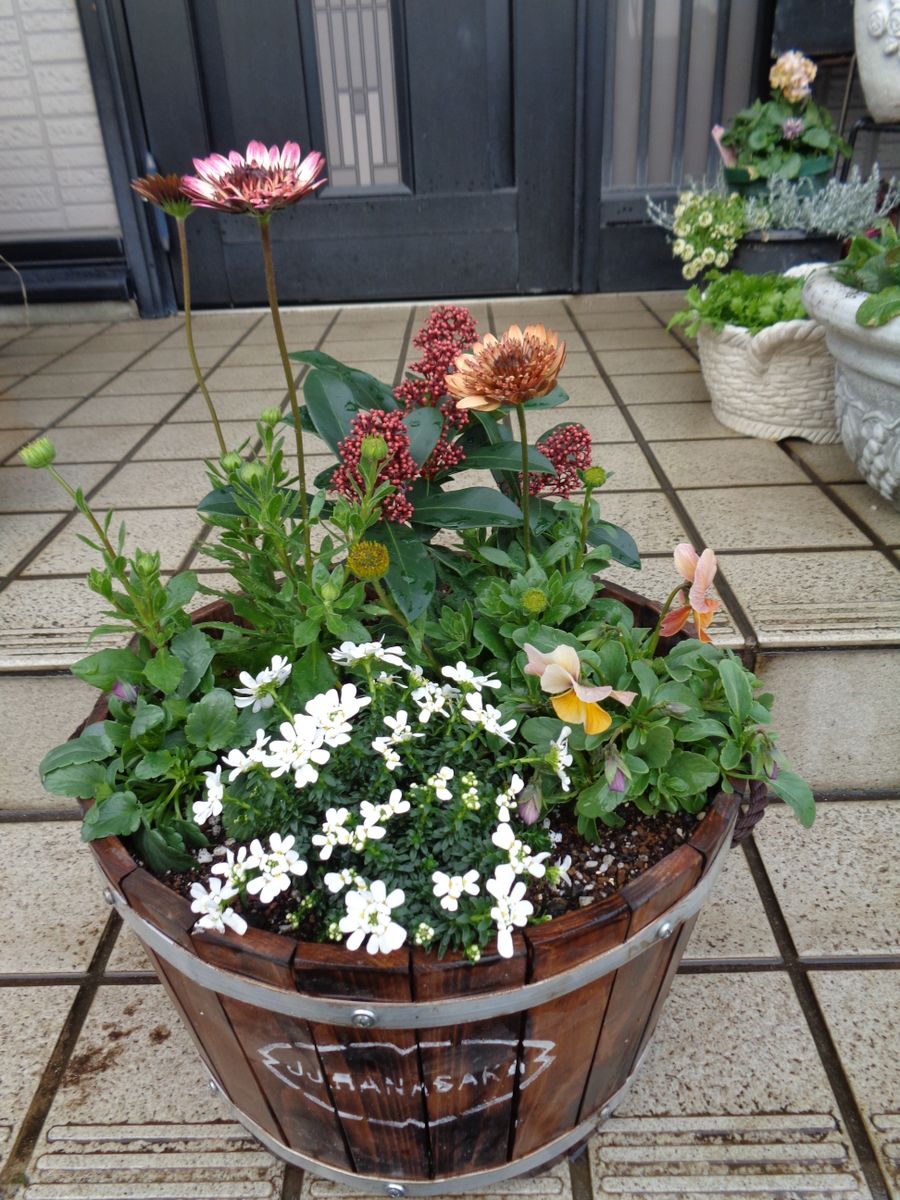 植えました(^^)/