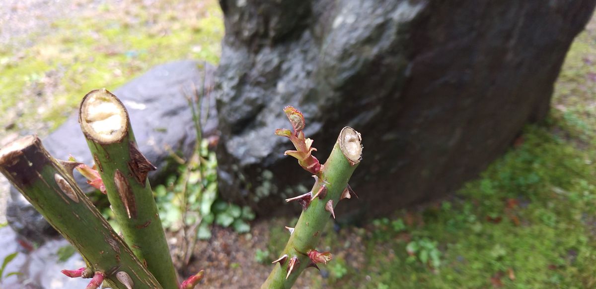 ボチボチ園芸冬