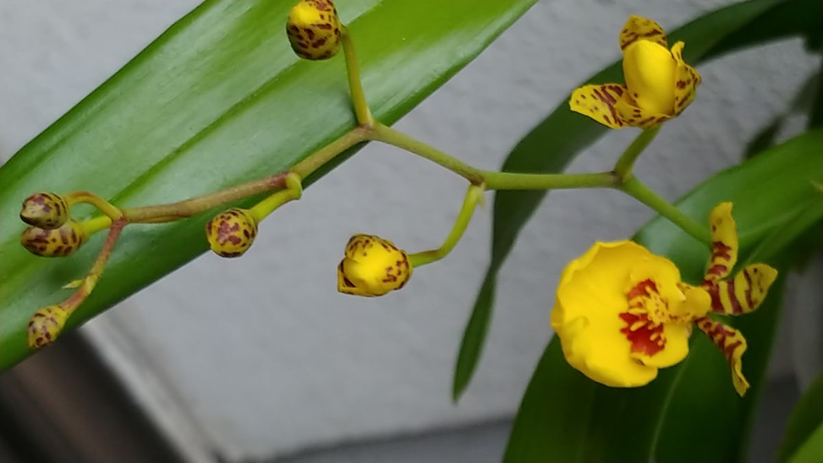 ラン　蕾から花へ