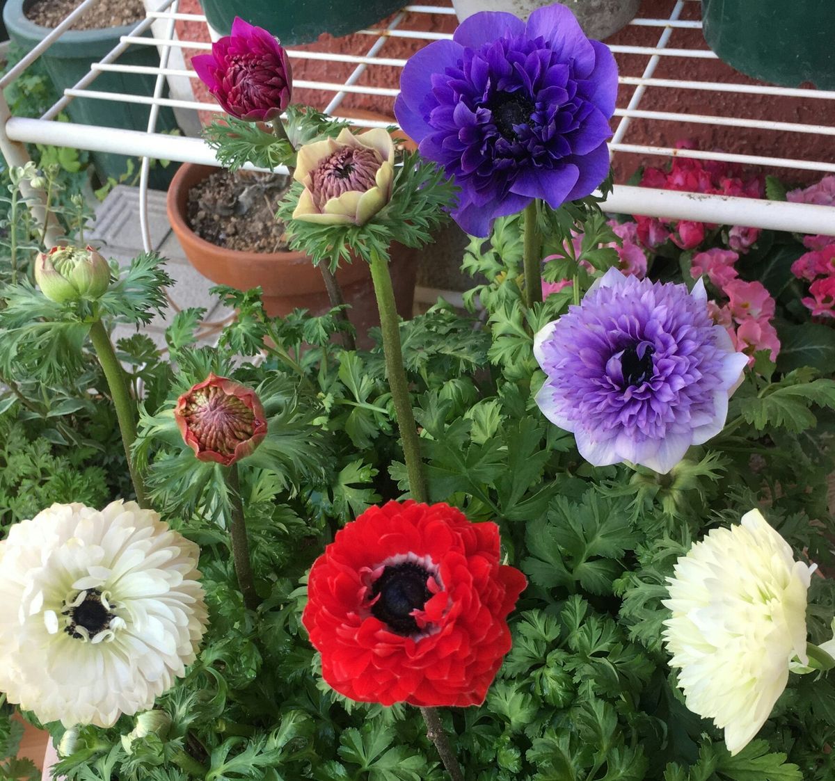 🌼やっと植えれた凜々花ちゃんたち～🎶