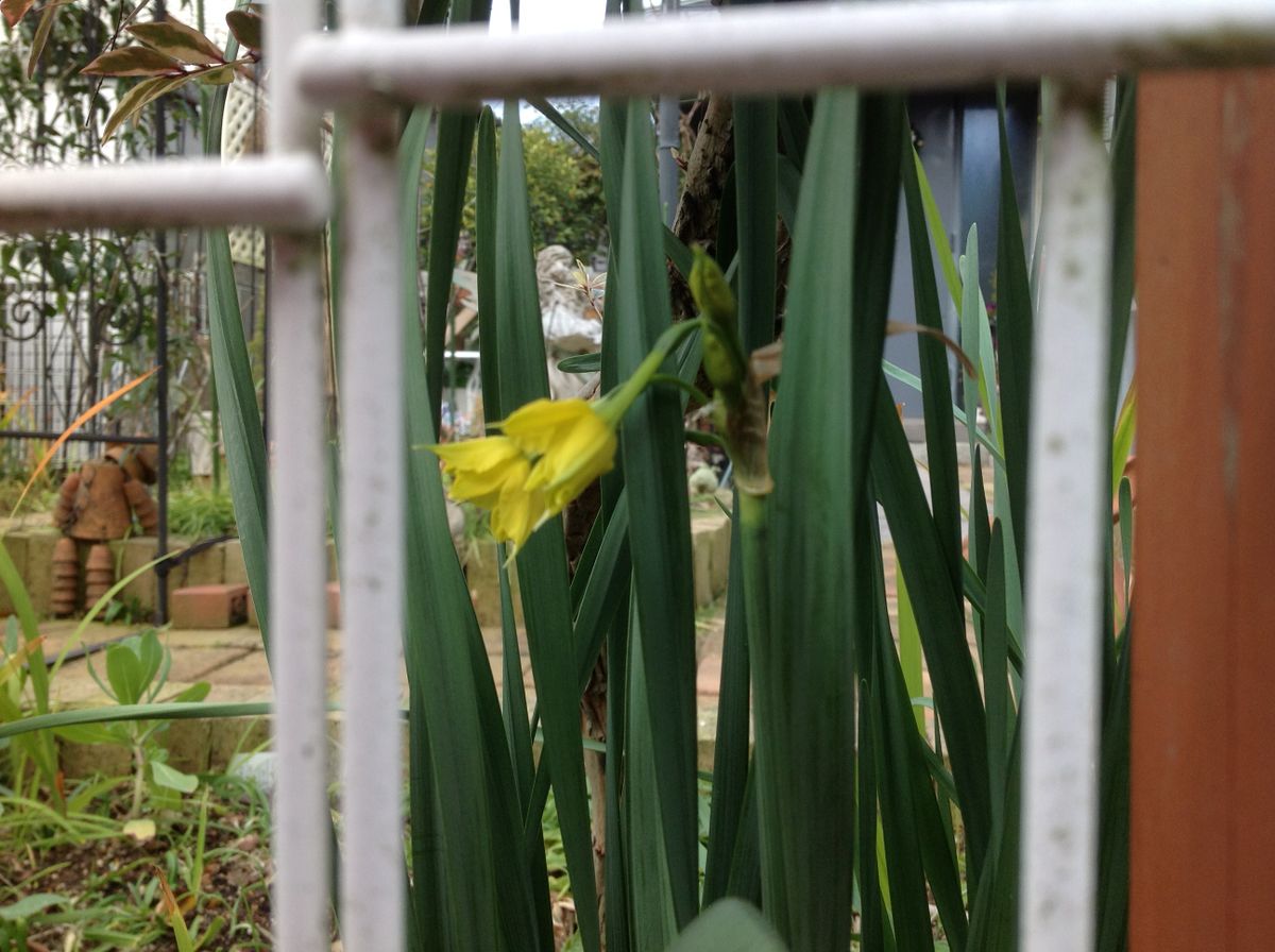 日本水仙の花が咲き始めました。