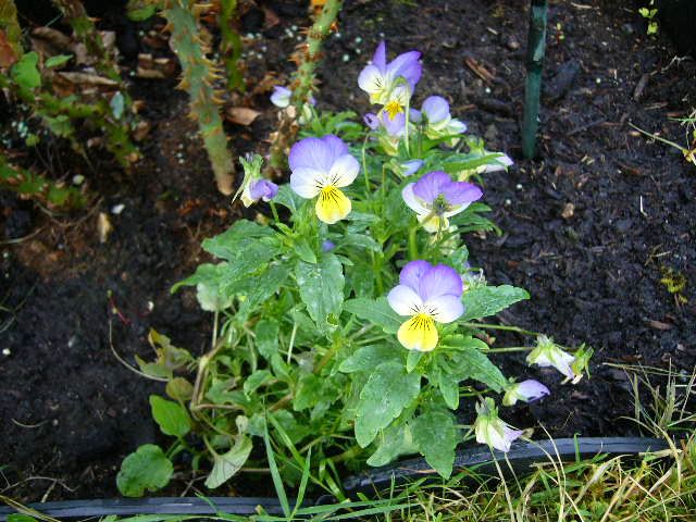 植えてないんだけど・・・。