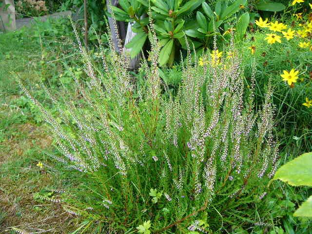 植えてないんだけど・・・。