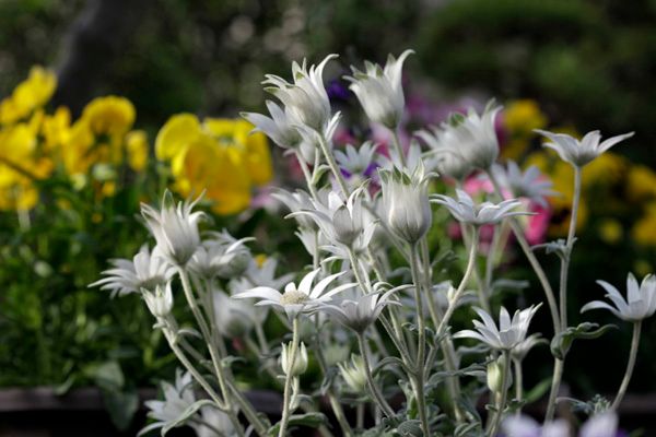 花壇の仲間たち