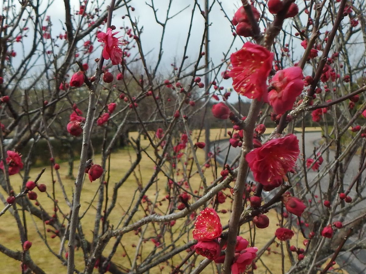  28日曇り時々雨。梅の開花。