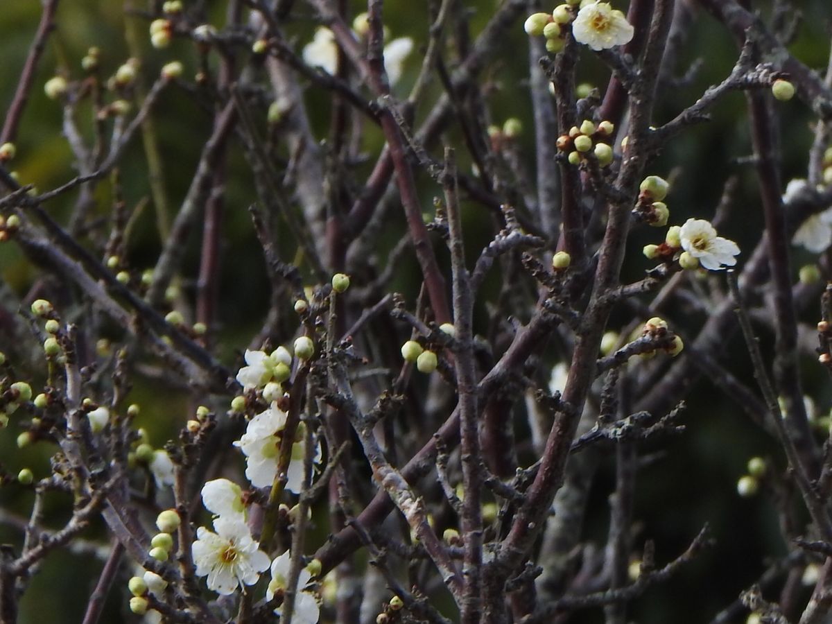  28日曇り時々雨。梅の開花。