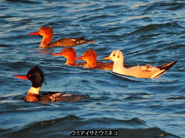 野鳥。ウォーキングMS⑦ 359日目(2549日目)