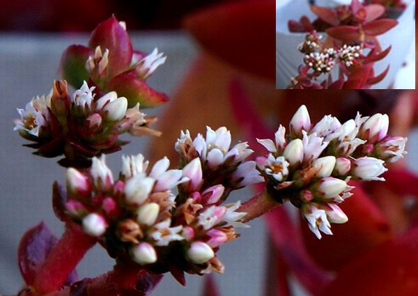 多肉植物の花