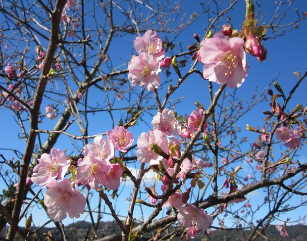 桜　咲く