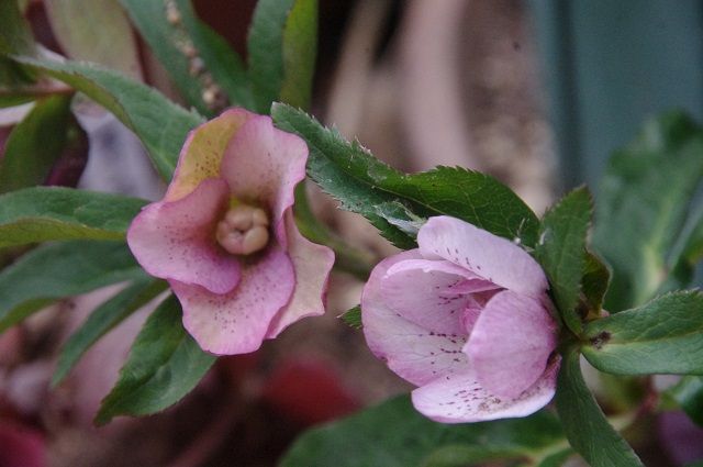 春の花