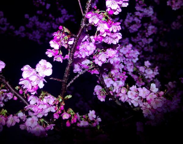 夜桜(河津桜)