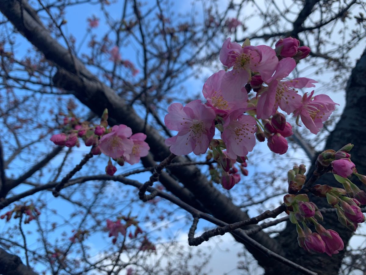 河津桜咲き始めました