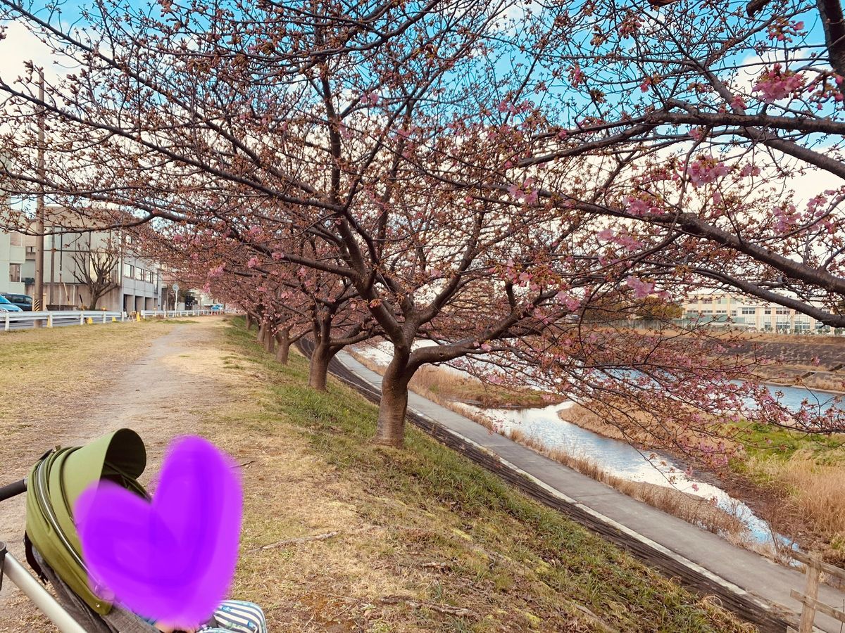 河津桜咲き始めました