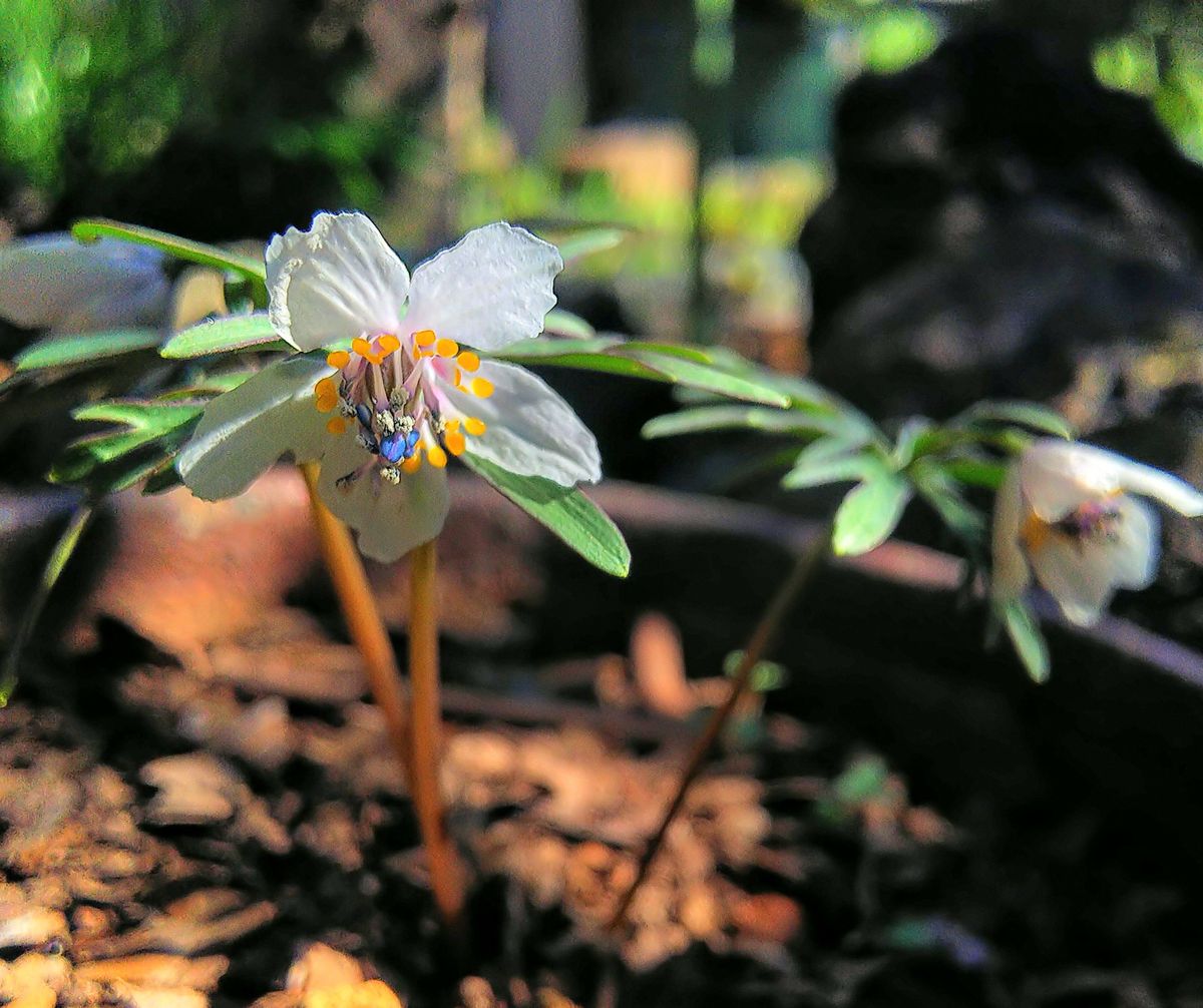 山野草の開花