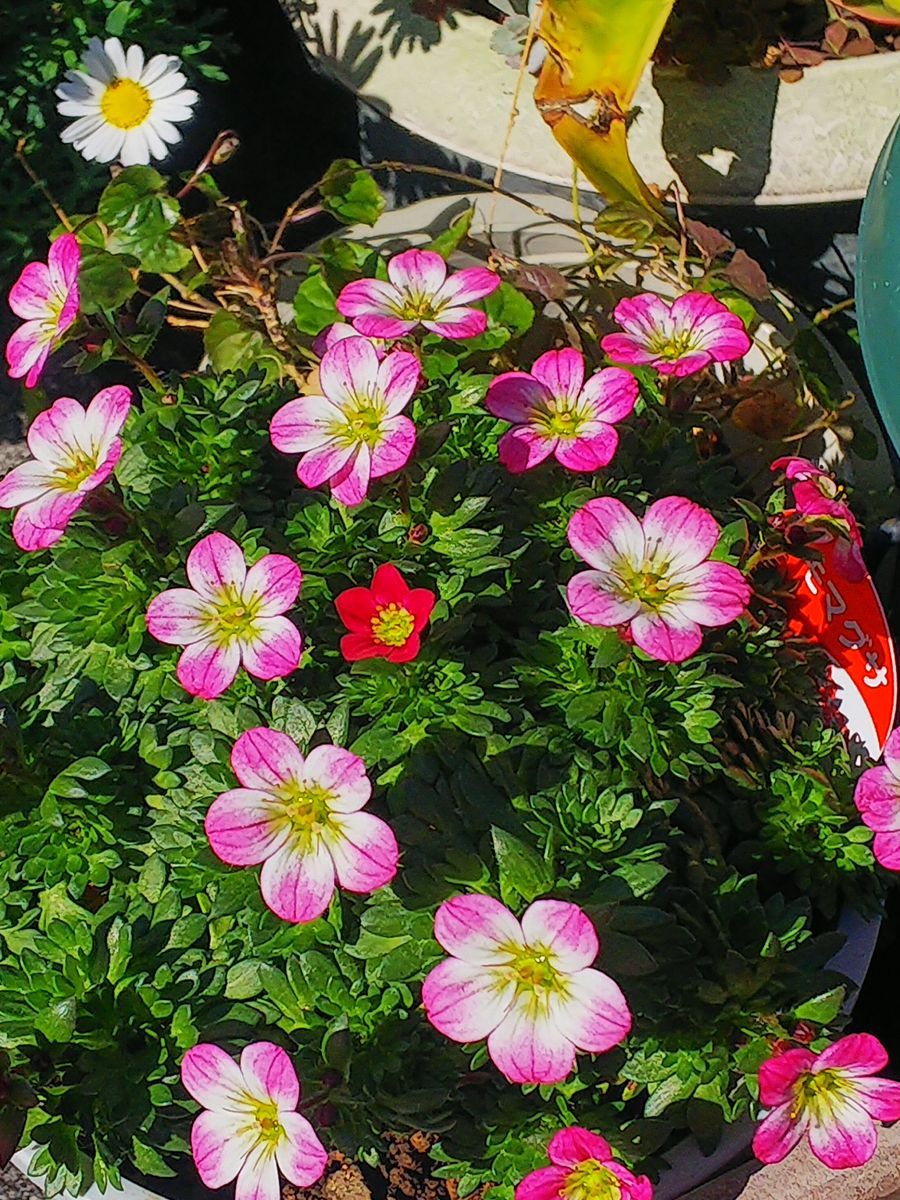 山野草の開花