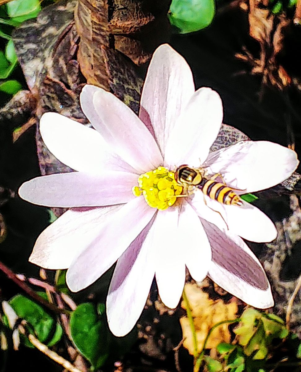 山野草の開花