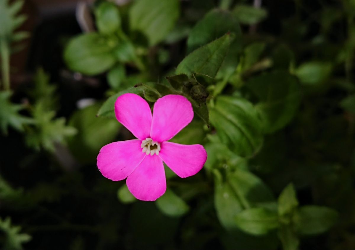 可愛いお花達💗