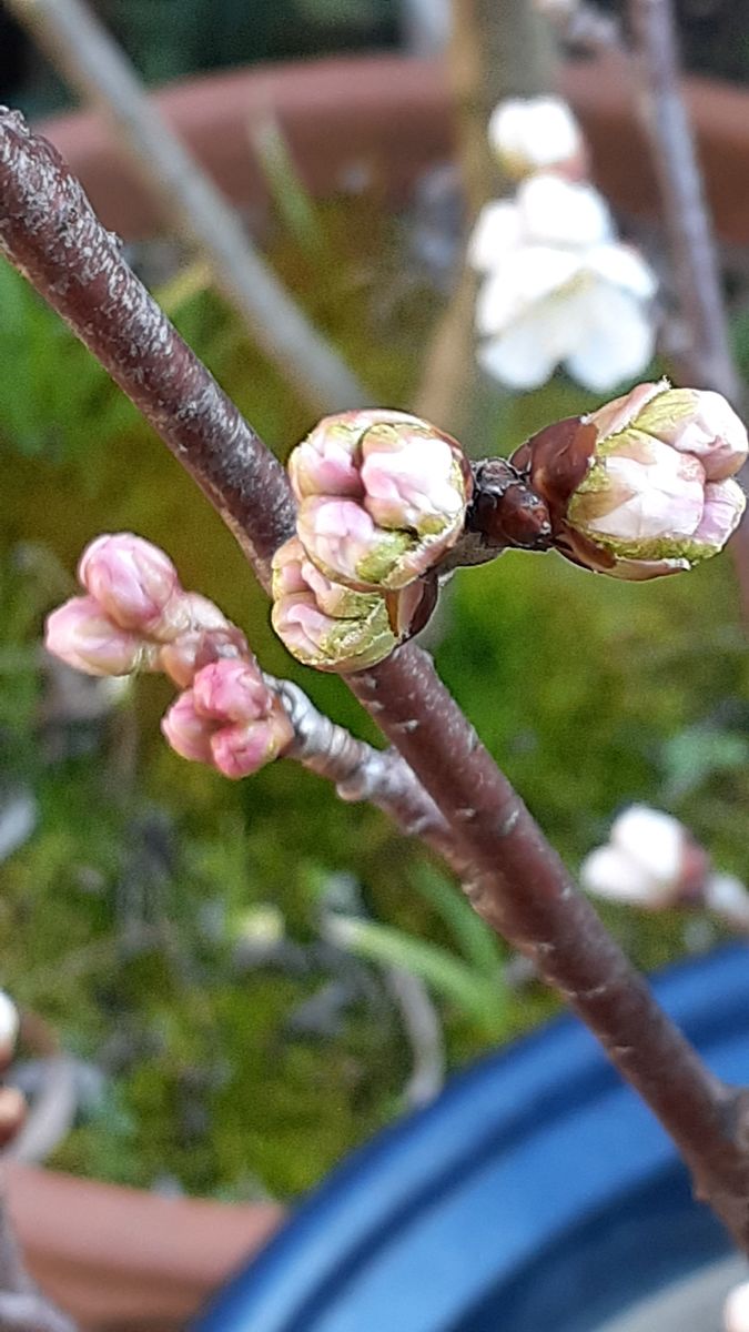 ふくおかルーバルガーデン2～春の🌸💓庭たより…桜草の香りと満開の花🌸