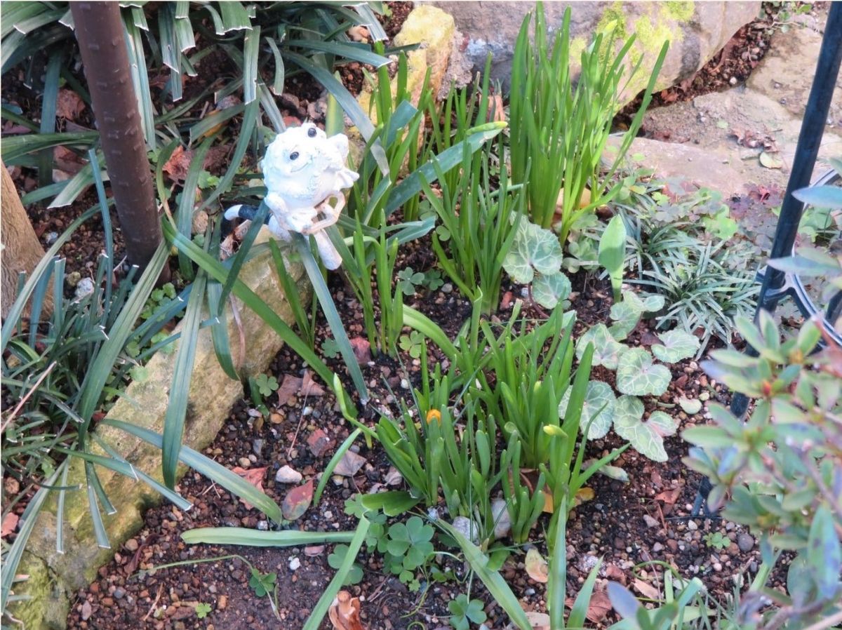 球根だけの小さな花壇