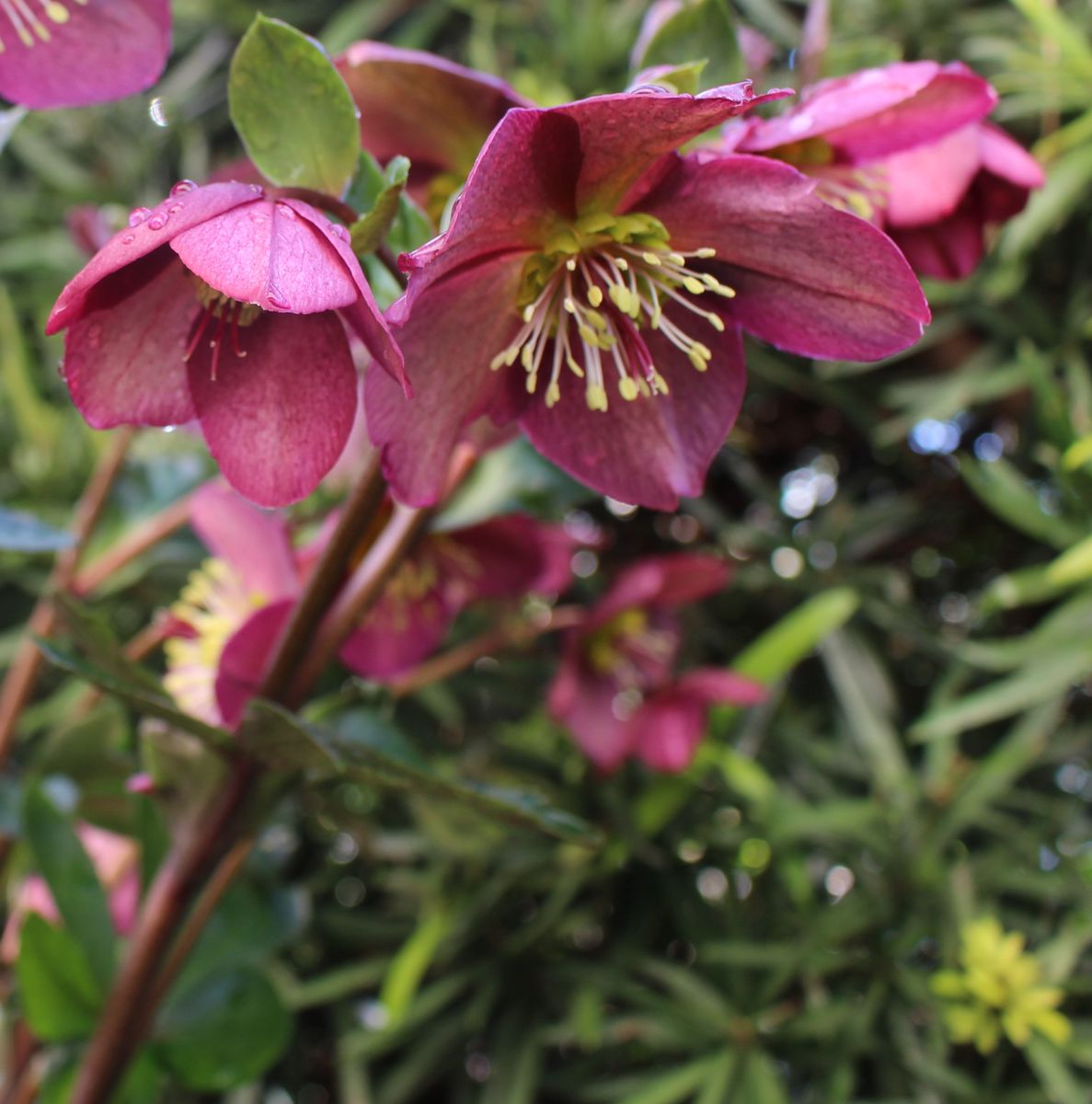 氷の薔薇・じゃあね