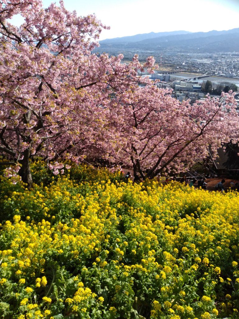 河津桜の名所へ🌸