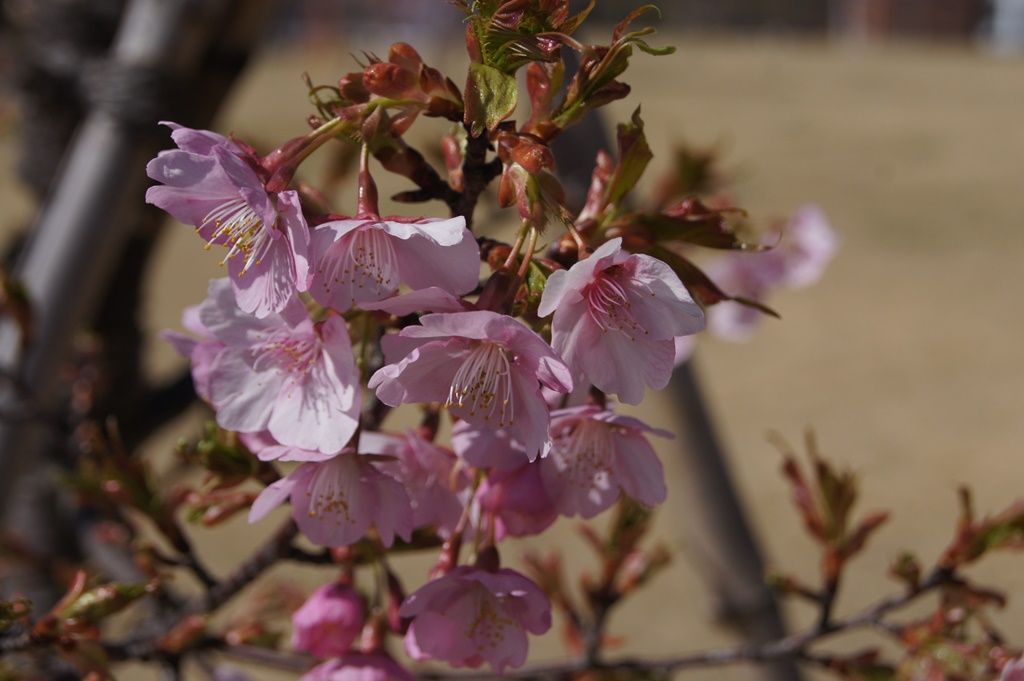 早咲き桜満開