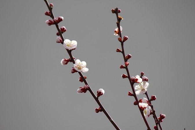 あんずの花