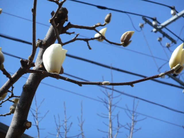 モクレンが、咲き始めました