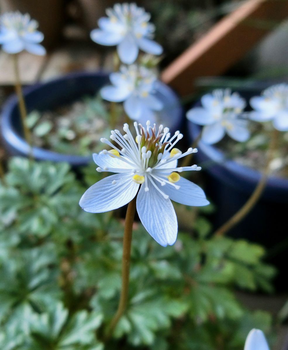 花の後で