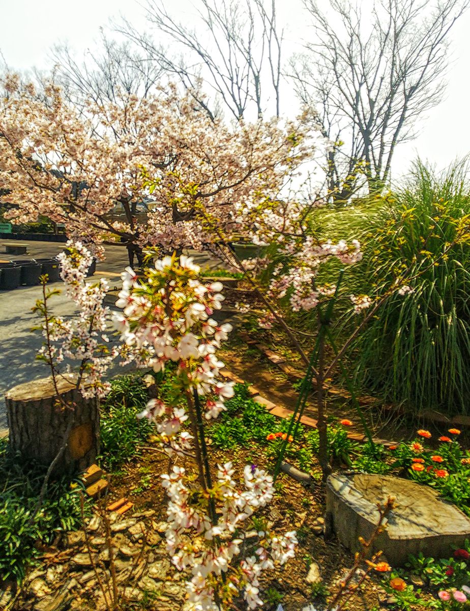 大船フラワーセンターの玉縄桜🌸