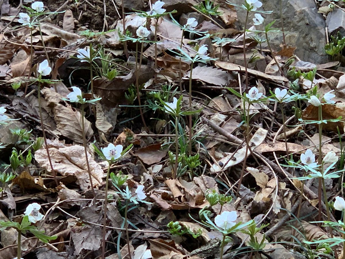 どんな感じ⁈ 三毳山