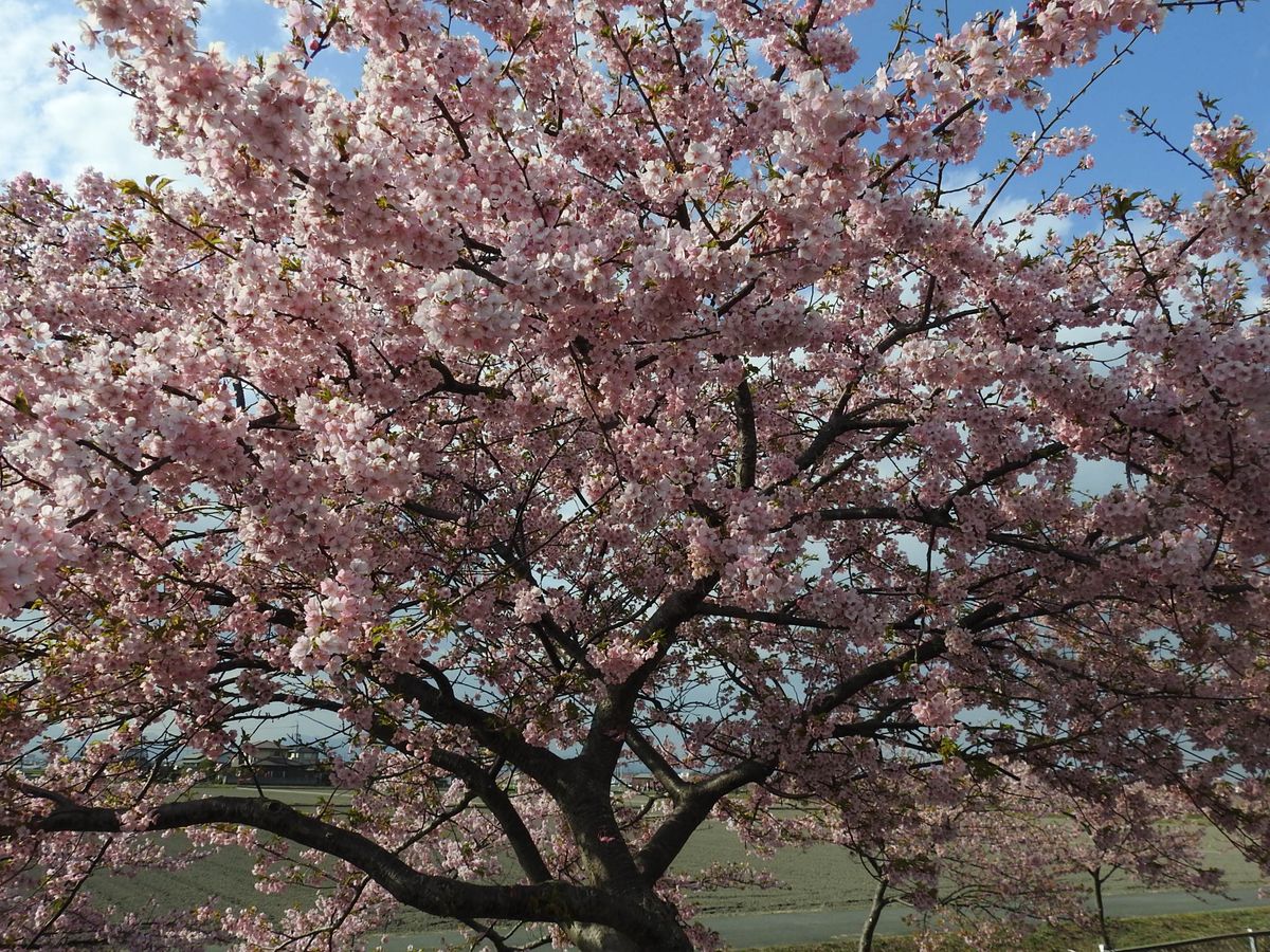 河津桜見物