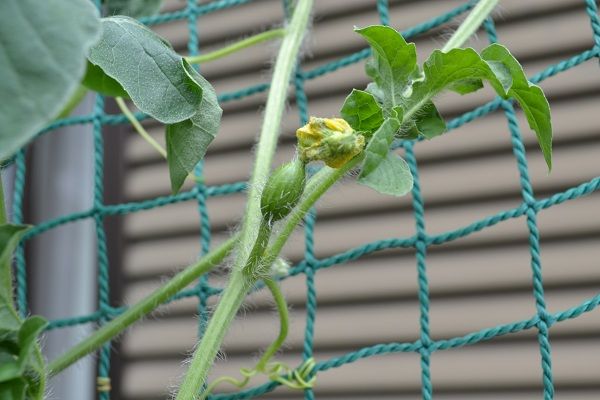 ようやくお花が